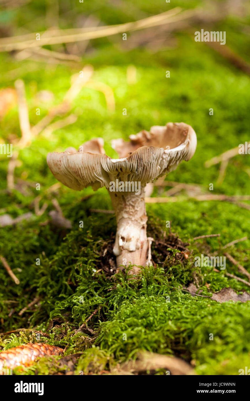 Pilz Wilder wächst mit einem Wald markant senneur gefleckten moosigem Waldboden Kappe auf als Nahaufnahme Banque D'Images