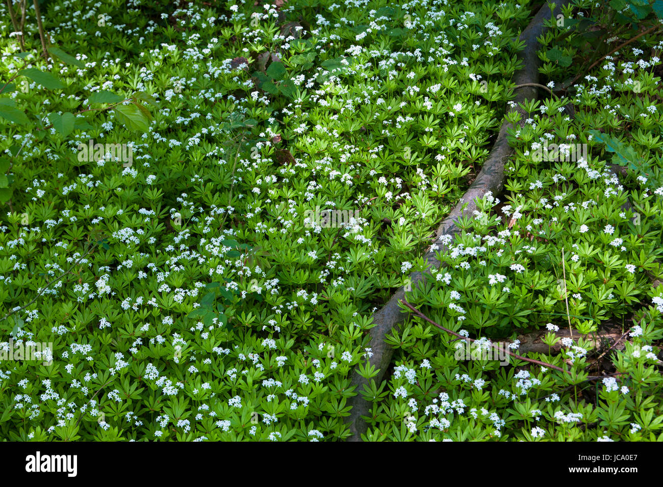 Allemagne, sweetscented florissant le gaillet (Galium odoratum). Banque D'Images