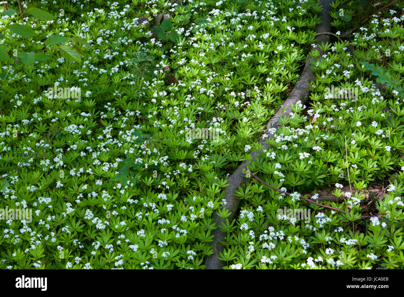 Allemagne, sweetscented florissant le gaillet (Galium odoratum). Banque D'Images