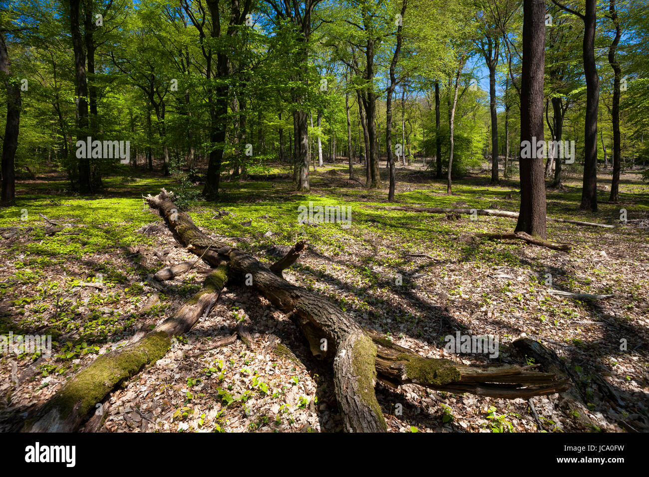 L'Allemagne, la Ruhr, ressort dans une forêt à l'Ruhrhoehenweg dans l'Ardey montagnes près de plus humides. Banque D'Images
