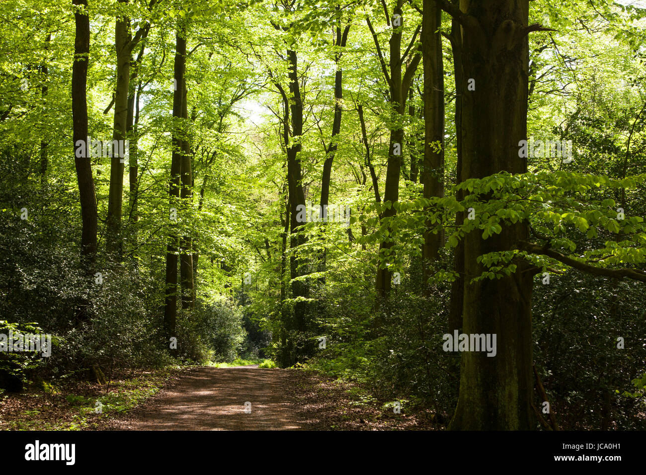 L'Allemagne, la Ruhr, ressort dans une forêt à l'Ruhrhoehenweg dans l'Ardey montagnes près de plus humides. Banque D'Images