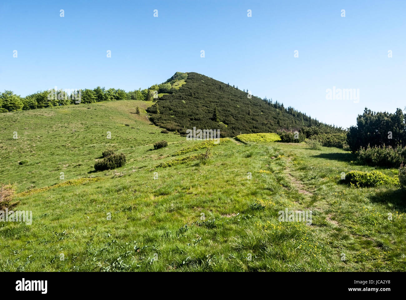 Mountain meadow sur za kraviarskym kraviarske avec col colline couverte de Pinus mugo au printemps dans les montagnes Mala fatra slovaquie avec ciel clair Banque D'Images