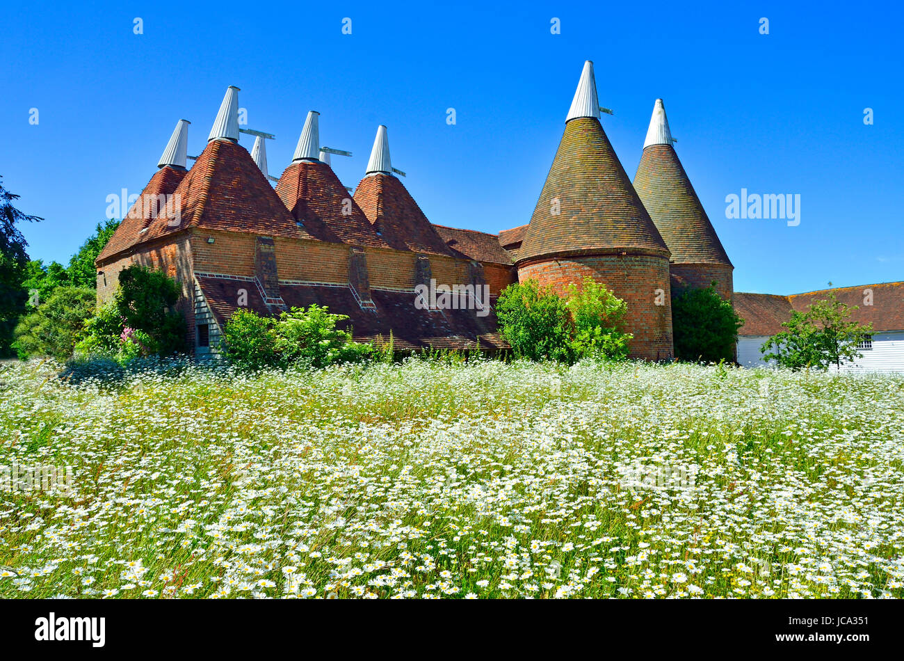 Sissinghurst, Kent, Angleterre. Maisons Oast traditionnels - hop fours de séchage. Wild Flower meadow - daisies Banque D'Images