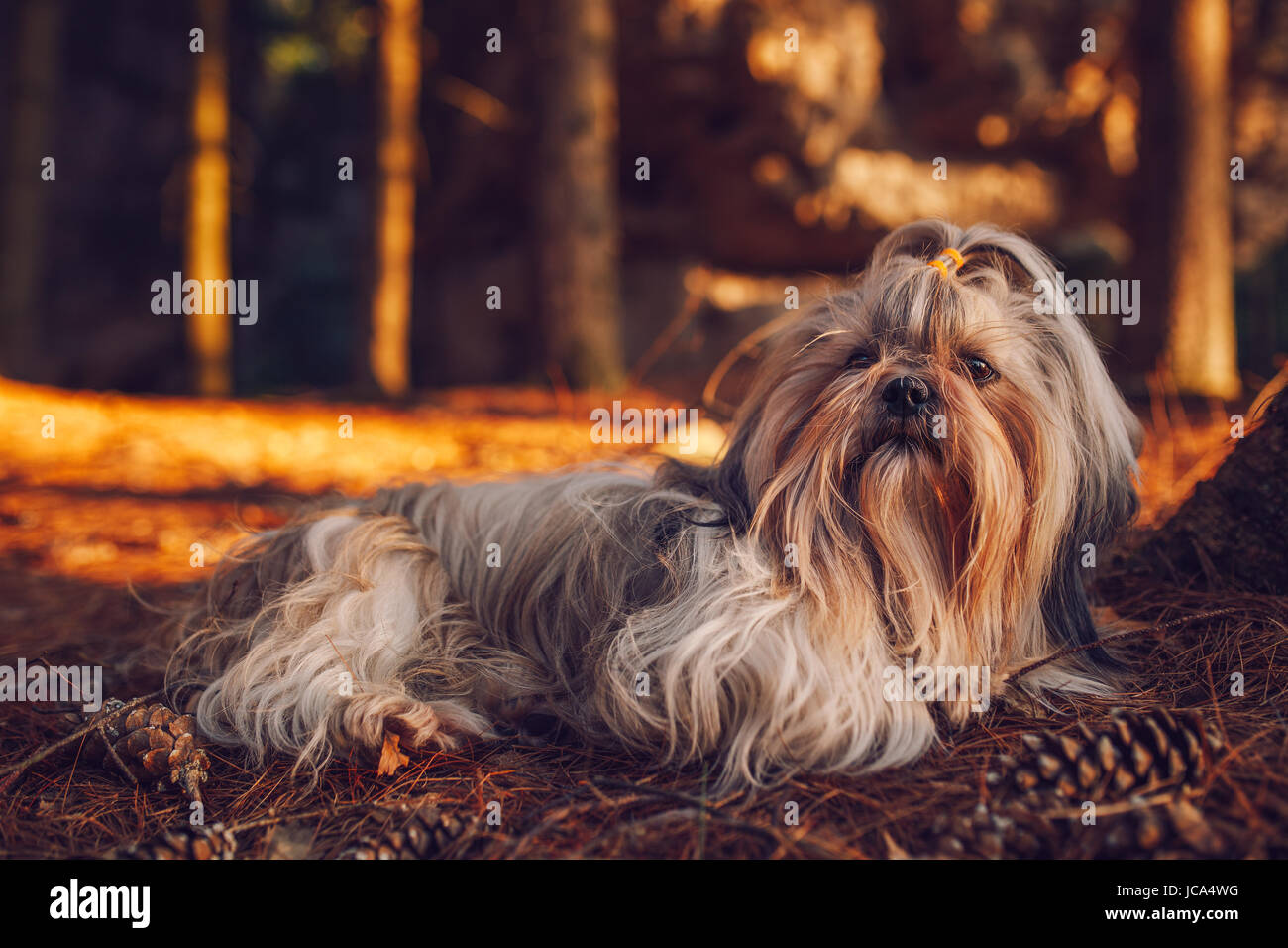 Shih Tzu chien se reposant après voyage en forêt. La lumière de soleil rouge. Banque D'Images