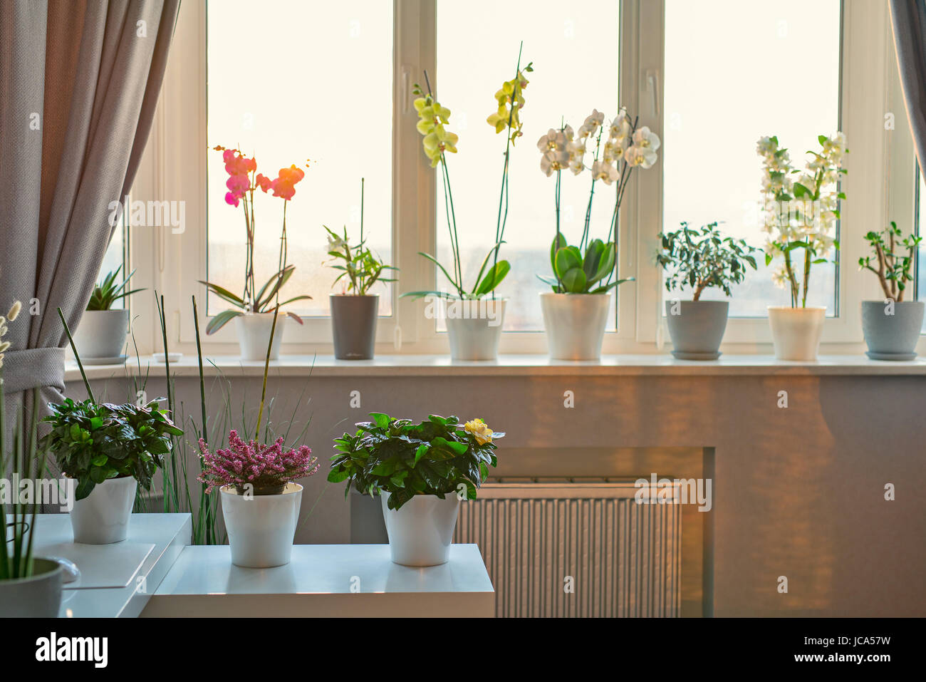 Fleurs et plantes en pot dans un décor moderne. Sunny lumière chaude à partir de la fenêtre. Banque D'Images