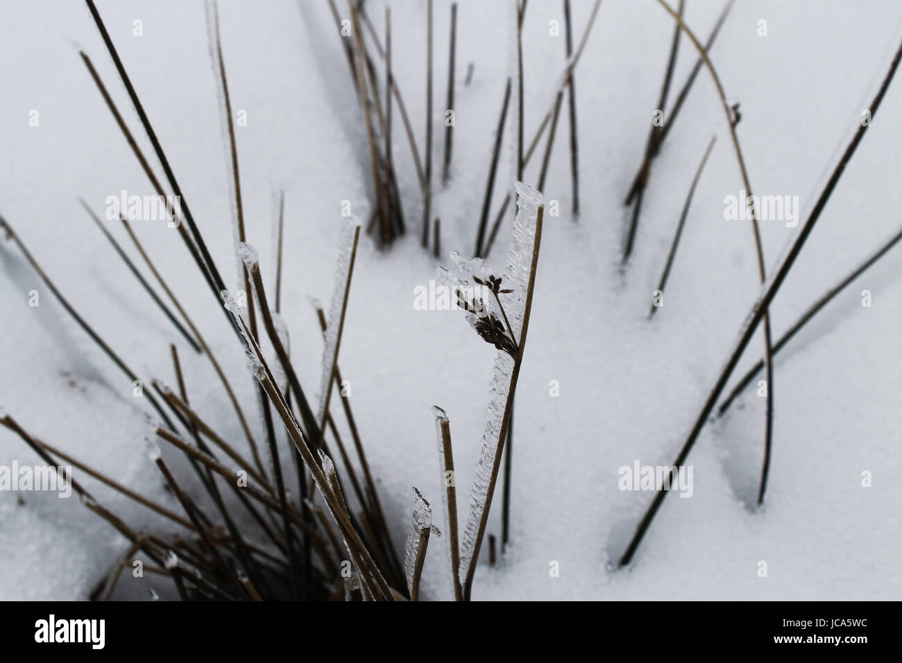 Brins d'herbe peeking through the snow Banque D'Images