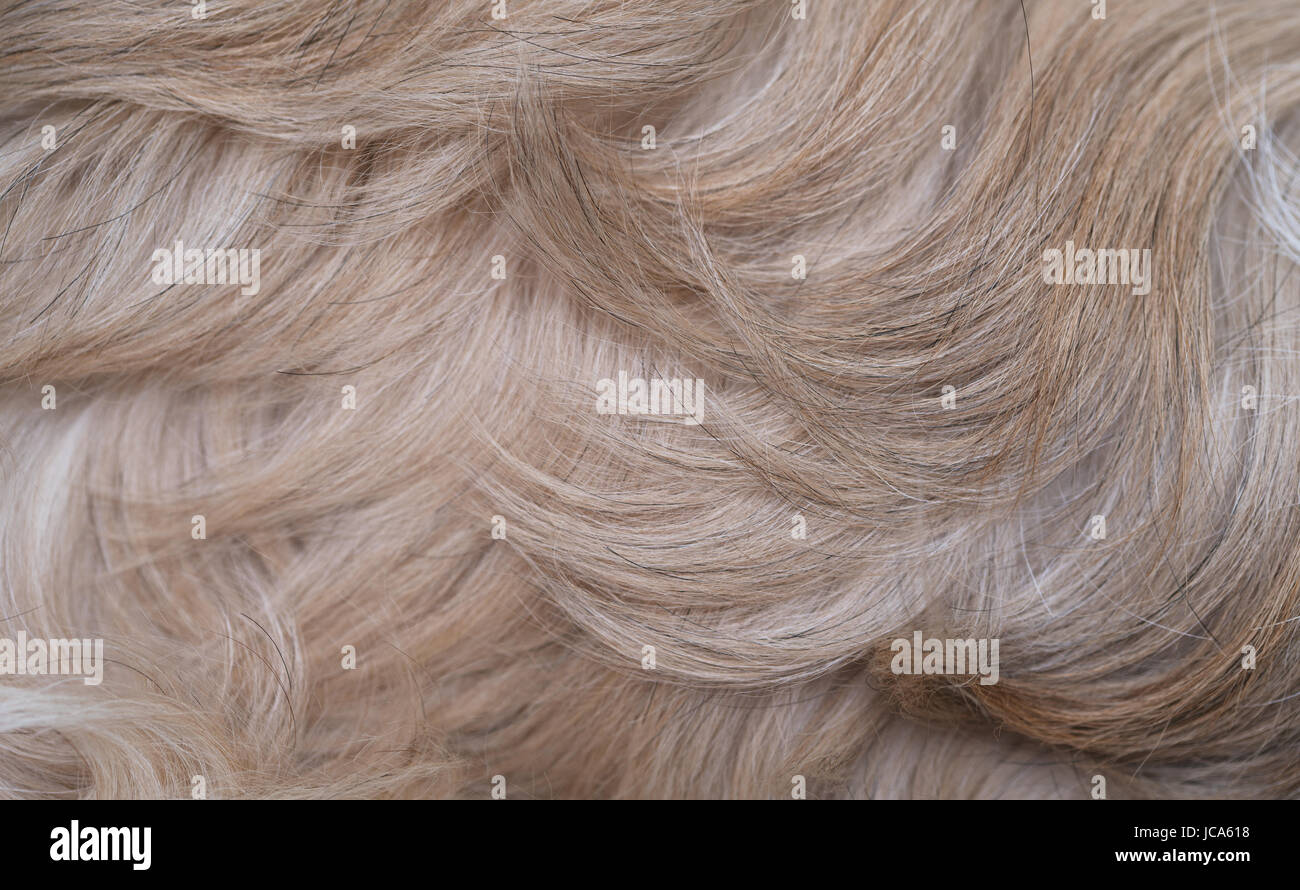 Shih Tzu poils de chien vue rapprochée Banque D'Images