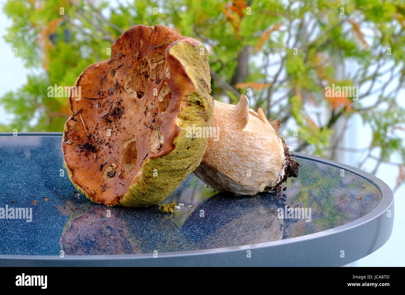 Champignons porcini Banque D'Images