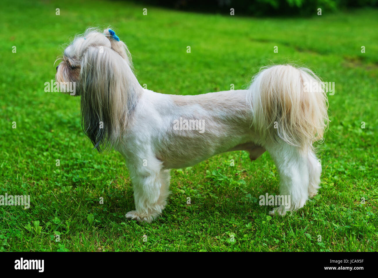 Shih Tzu chien avec coupe courte debout sur fond de pelouse verte Photo Stock Alamy
