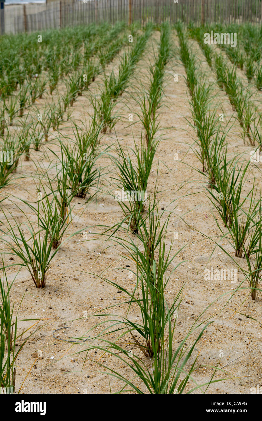 Herbes de dunes plantées pour la restauration des dunes et la protection Banque D'Images