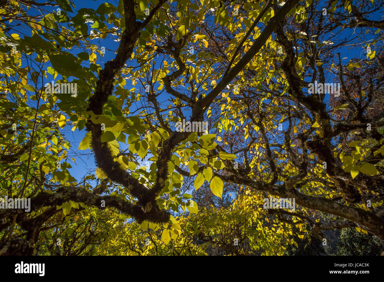 Les feuilles d'automne, mûriers, la couleur en automne, Schramsberg Vineyards, calistoga, Napa Valley, California, United States, Amérique du Nord Banque D'Images