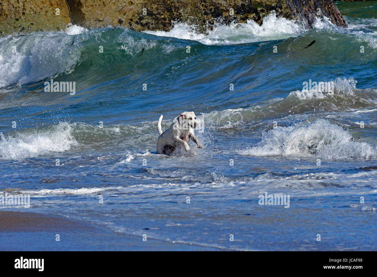 Un chien jouant avec les vagues de l'Océan Banque D'Images