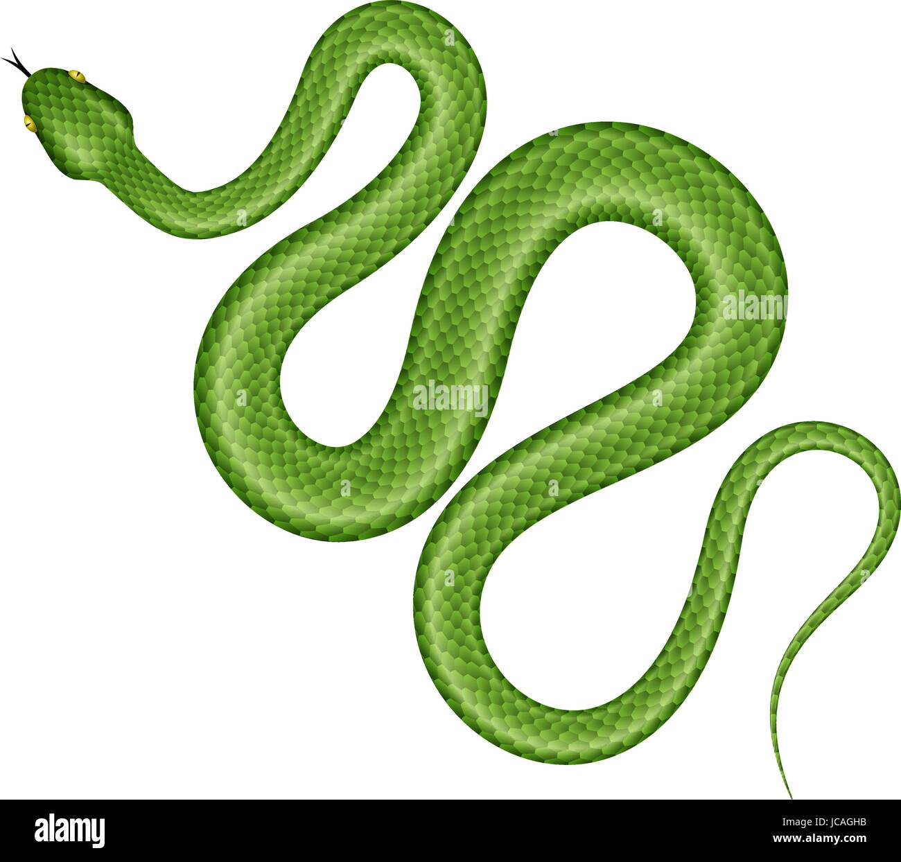 Green Tree python vector illustration. Serpent tropical isolé sur fond