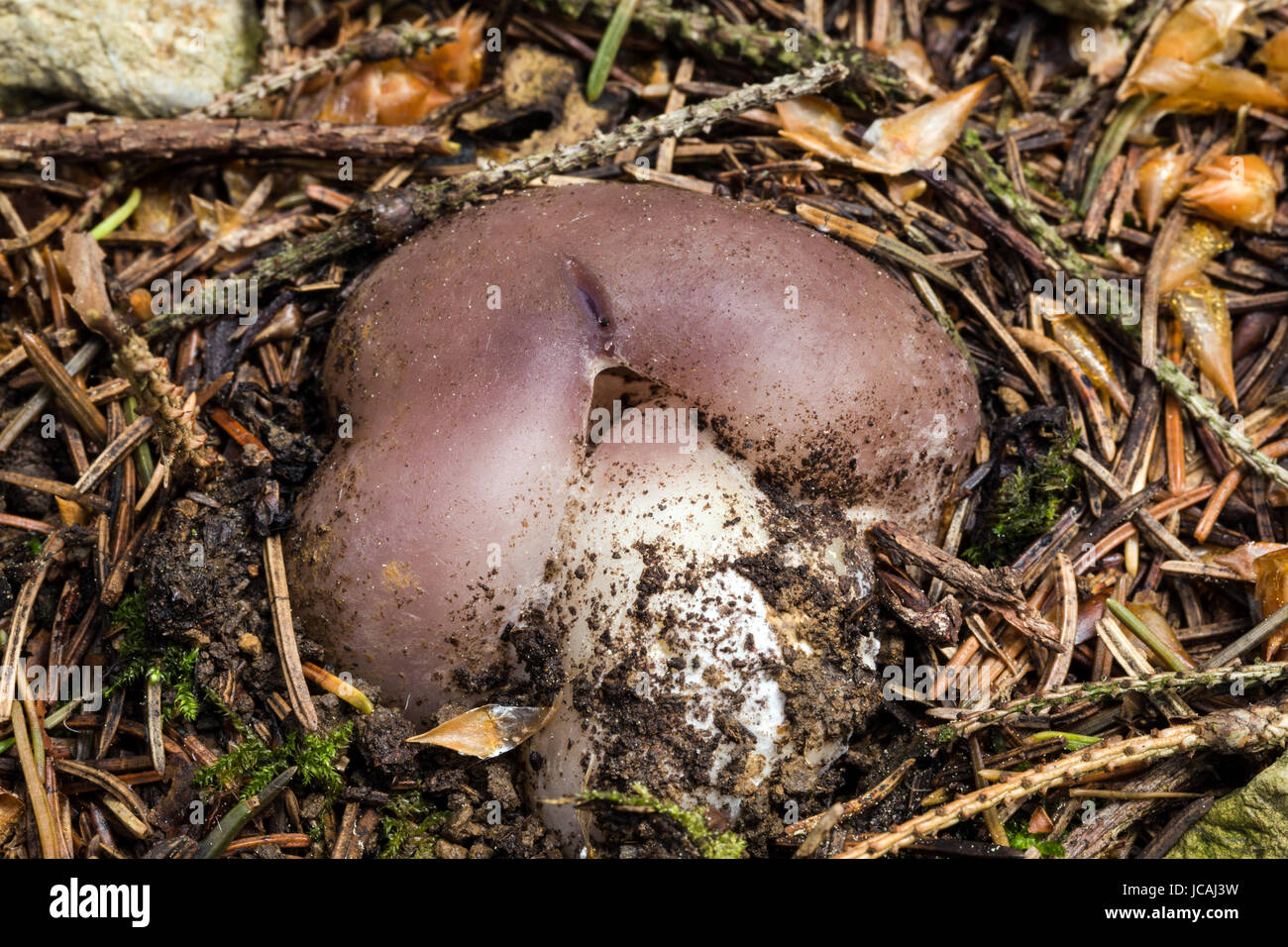 Sarcosphaera coronaria champignons. Les champignons non cultivés non comestibles. Banque D'Images