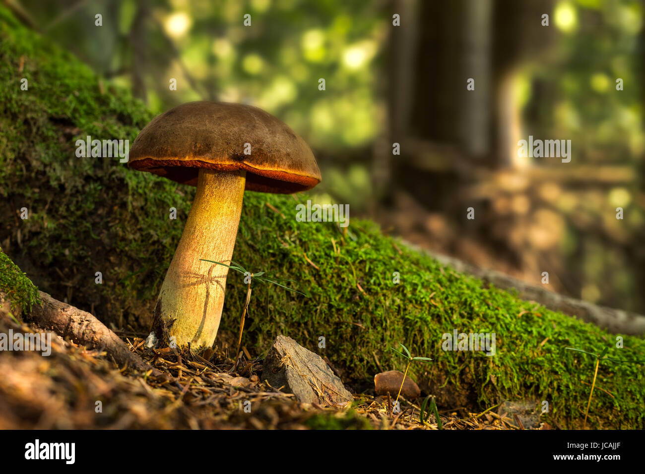 Neoboletus luridiformis. Les champignons comestibles avec un goût excellent. L'alimentation bio. Les champignons non cultivés. Banque D'Images