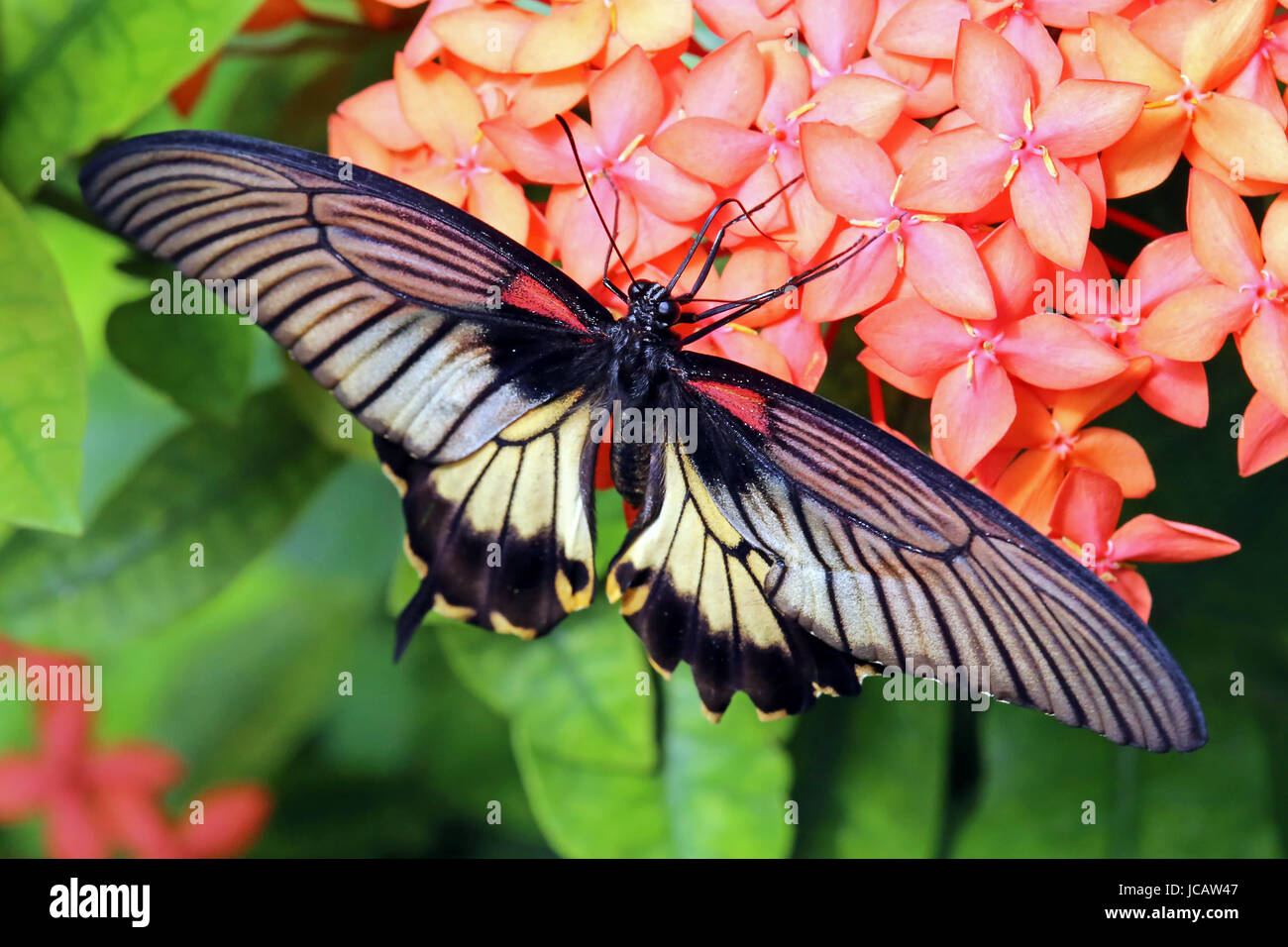 Grand mormon papilio memnon Banque D'Images