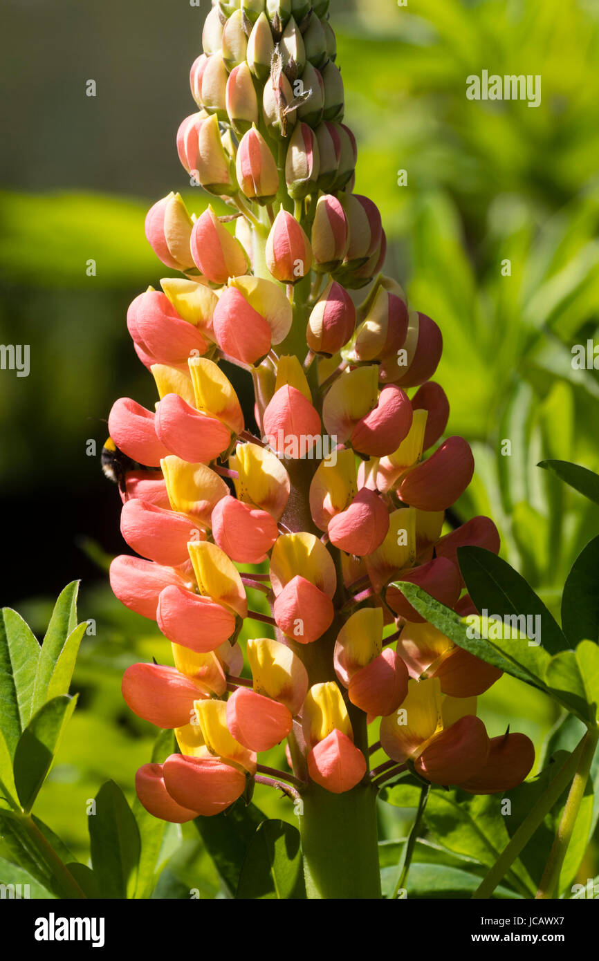 Les deux tons de jaune et fleurs de la plante vivace lupin, Lupinus 'Gladiator' pays de l'Ouest Banque D'Images