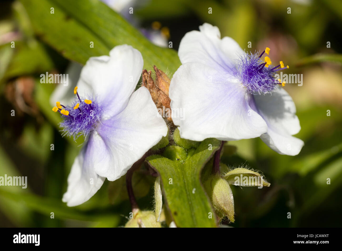 Fleurs blanc bleu centré du millepertuis, spider hardy vivaces Tradescantia (Andersoniana Group) 'Osprey' Banque D'Images