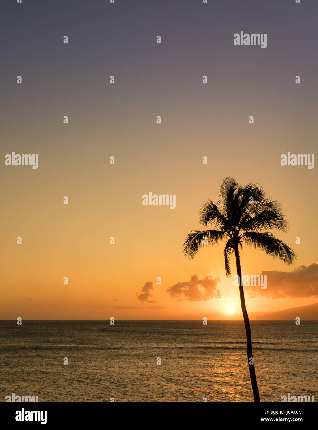 Seul palmier en silhouette dans le coucher du soleil au large de Maui Banque D'Images