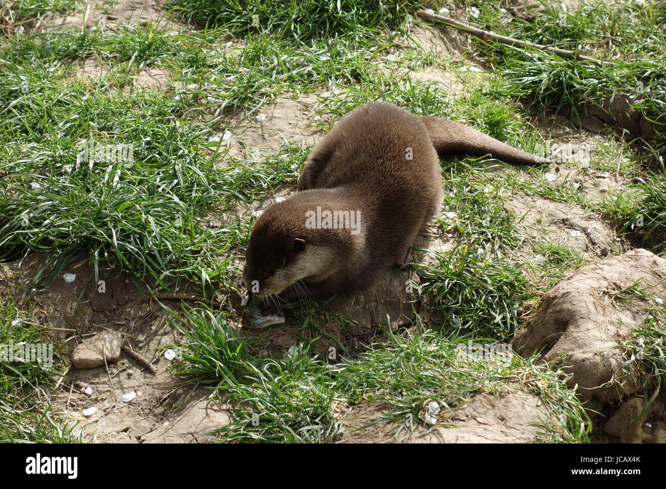 loutre Banque D'Images