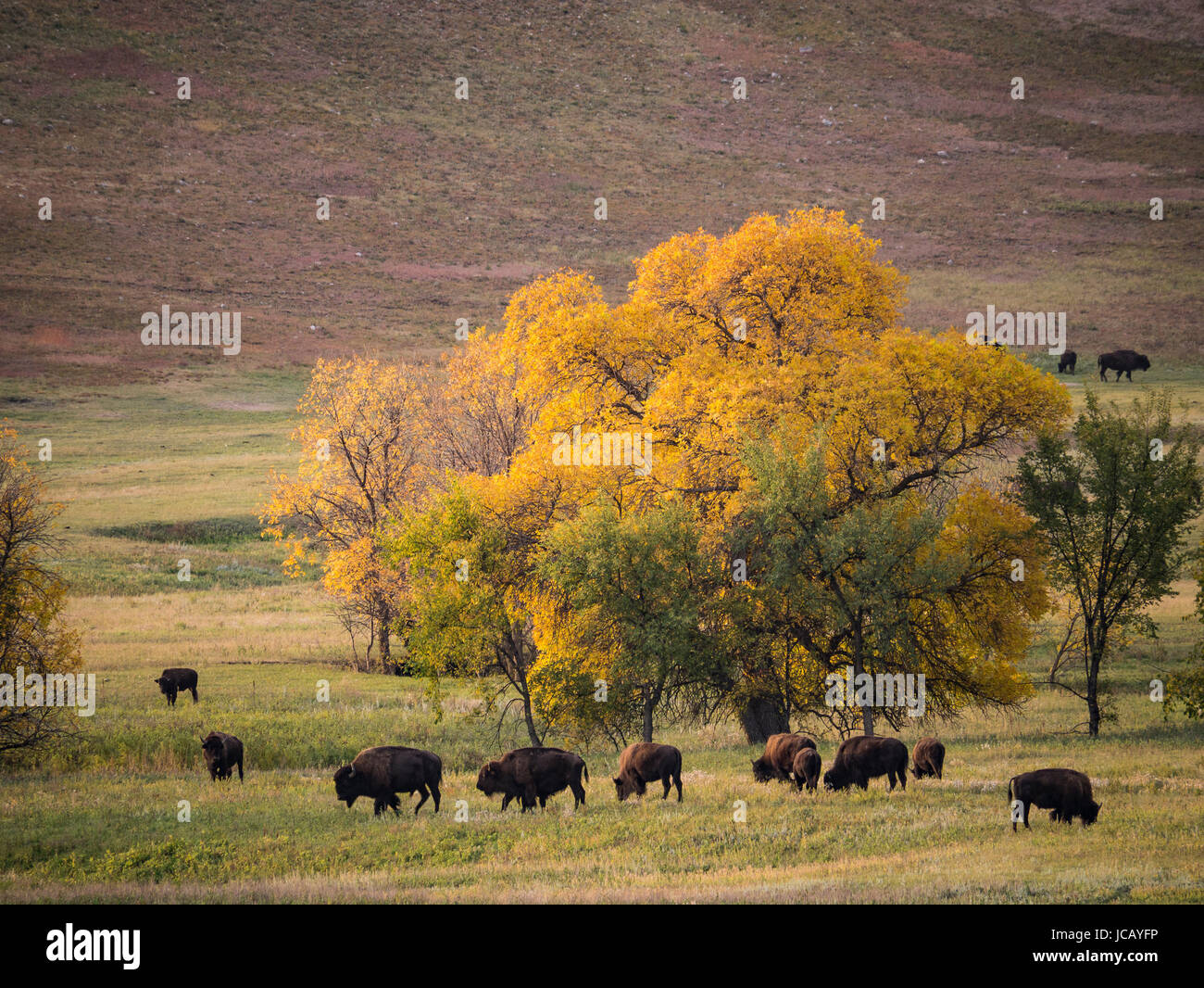 Avant de brouter les bisons de Buffalo Roundup, Roundup Custer, Custer State Park, dans le Dakota du Sud. Banque D'Images