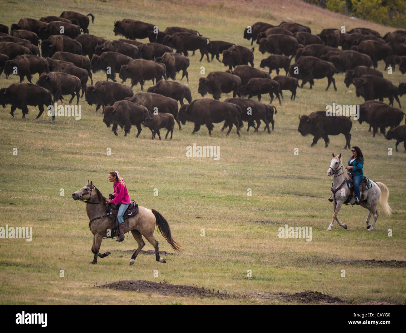 Riders déplacer le troupeau de bisons, Custer Buffalo Roundup, Custer State Park, dans le Dakota du Sud. Banque D'Images