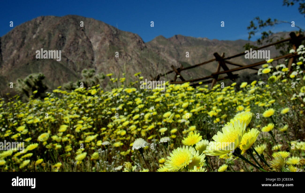 Pissenlit Malacothrix glabrata désert (Malacothrix californica) superbloom flowerfield tapis dans l'avant de l'arrière-plan la montagne clôture en bois Banque D'Images