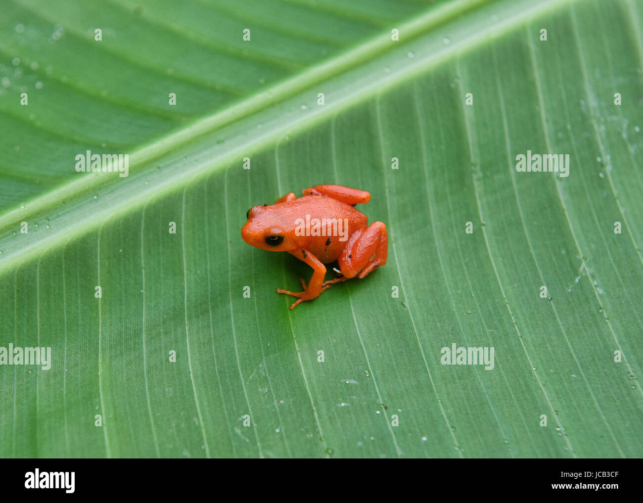 (Mantella aurantiaca Golden mantella grenouille), le Parc National de Kirindy, Madagascar Banque D'Images