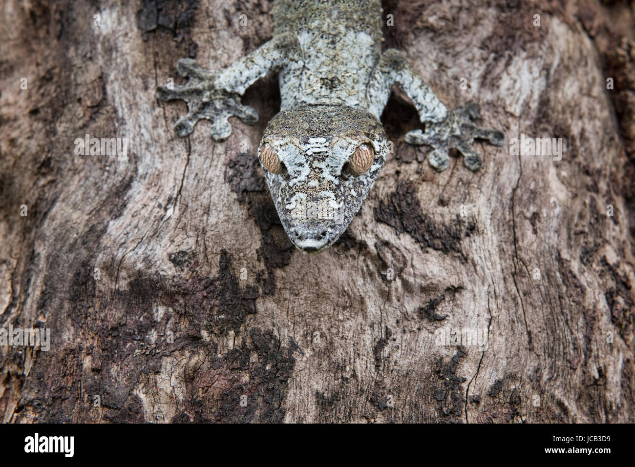 Gecko à queue de feuille moussus (Uroplatus sikorae), Parc national Parc Mantadia- Andasibe, Madagascar Banque D'Images