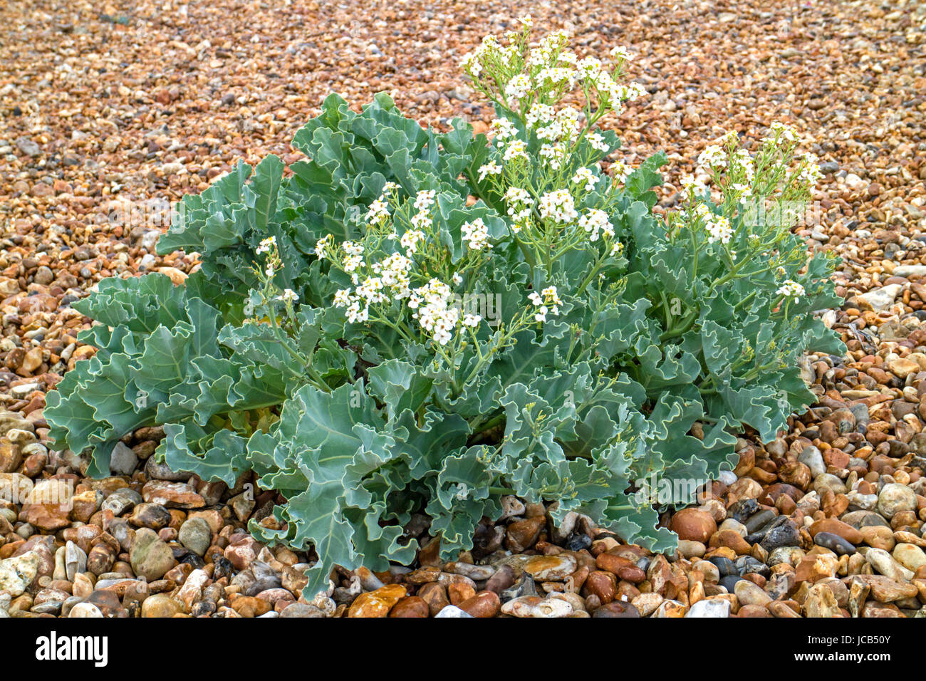 Kale Crambe maritima 'la mer' Banque D'Images
