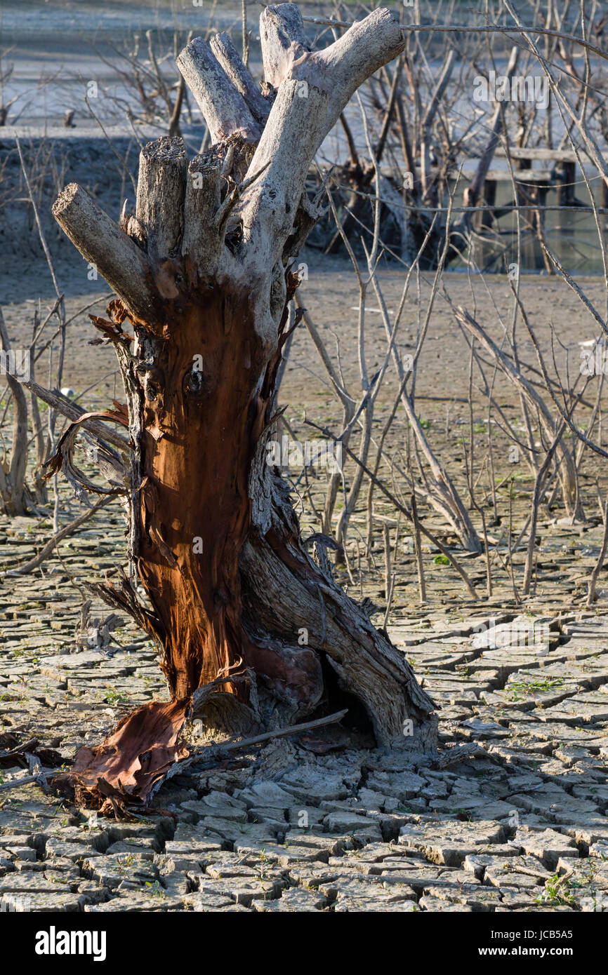 Dead tree spectaculaire arbre sec, le réchauffement de la notion Banque D'Images