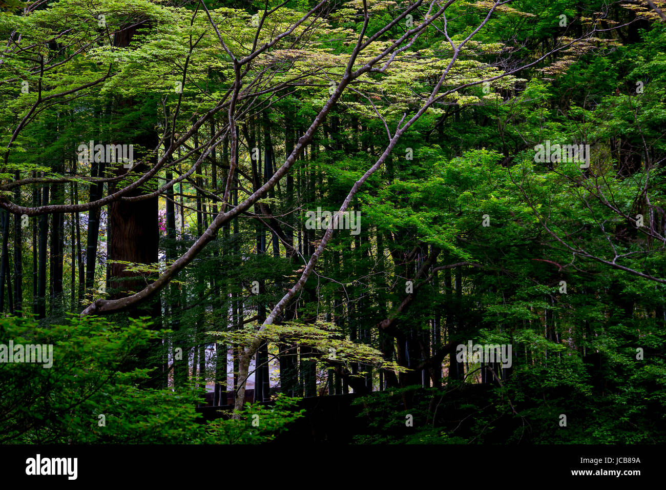 Ginkaku-ji ou Temple du pavillon d'argent est un temple Zen dans l'Sakyo, Kyoto, Japon. Banque D'Images