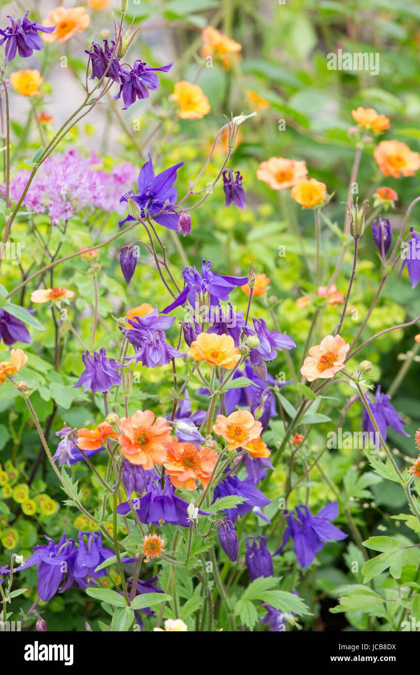 Aquilegia et Geum's dans un chalet jardin, England, UK Banque D'Images