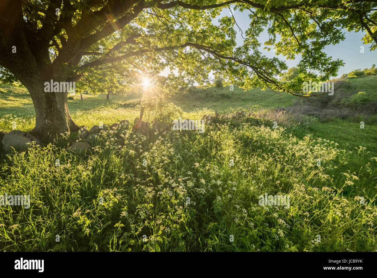 Arbre de chêne au coucher du soleil et zone de pâturage à Brosarps Backar, Osterlen, Skane, Sweden Banque D'Images