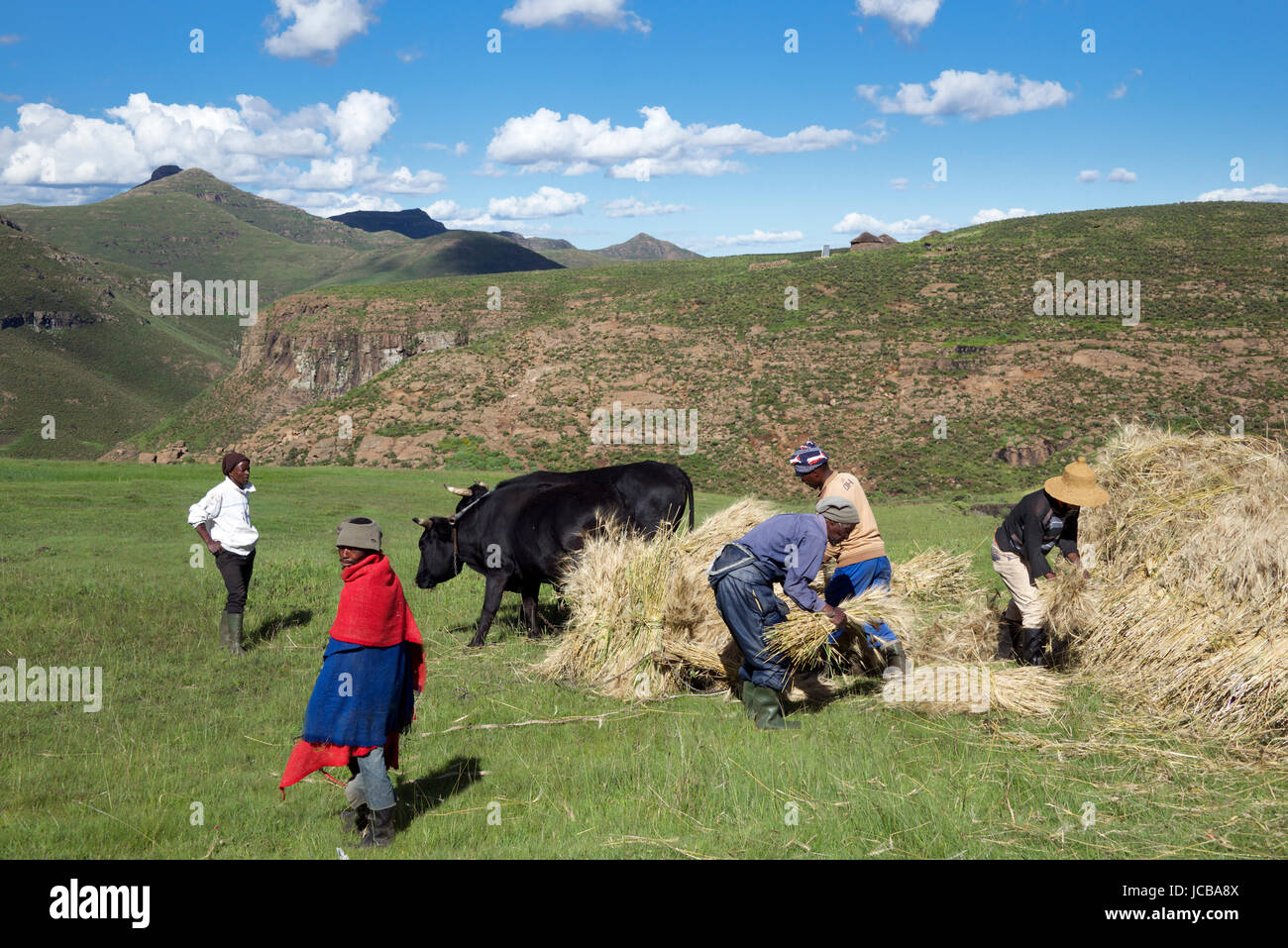 La récolte de blé de l'empilement des agriculteurs du Lesotho Highlands Le sud de l'Afrique Centrale Banque D'Images