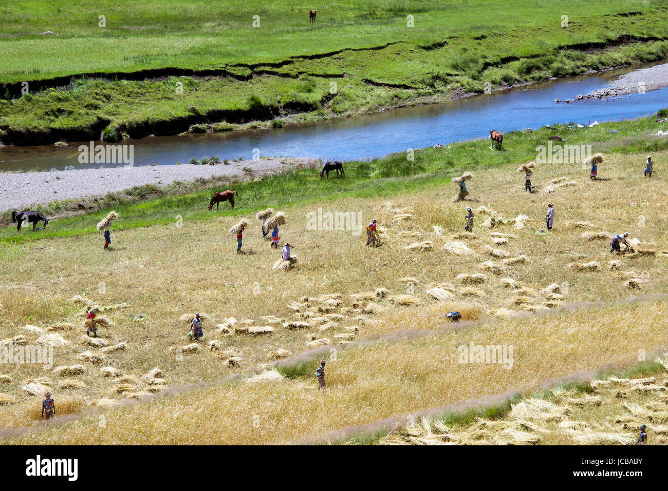 Scène agricole rural de la récolte de cultures Les Lagier Southern Highlands Lesotho Afrique du Sud Banque D'Images