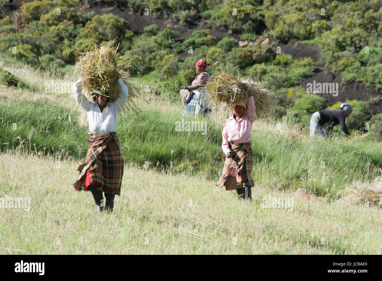 Des femmes portant des bottes de blé de l'Afrique australe Lesotho Highlands centrale Banque D'Images