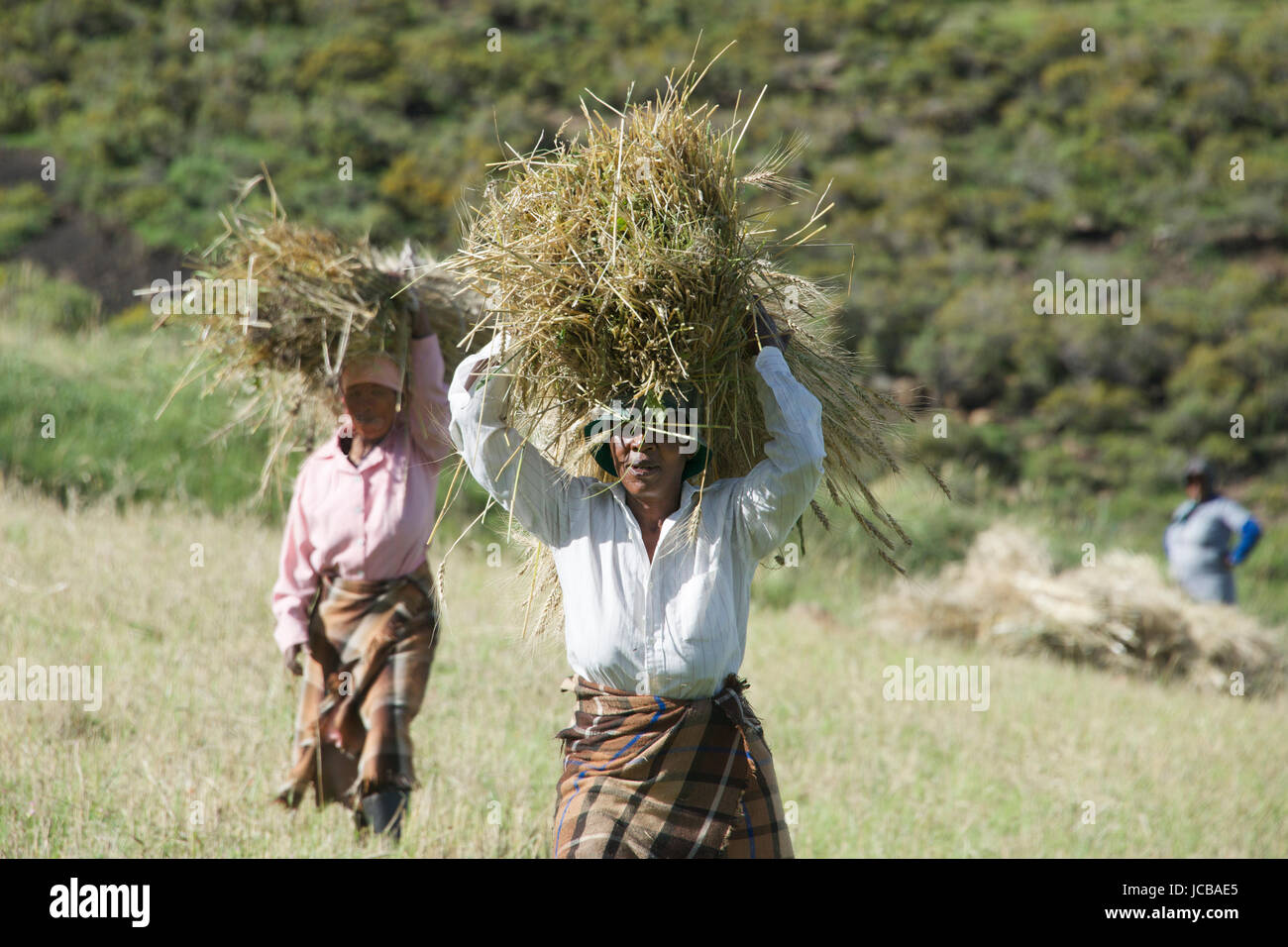 Deux des femmes portant des bottes de blé de l'Afrique australe Lesotho Highlands centrale Banque D'Images