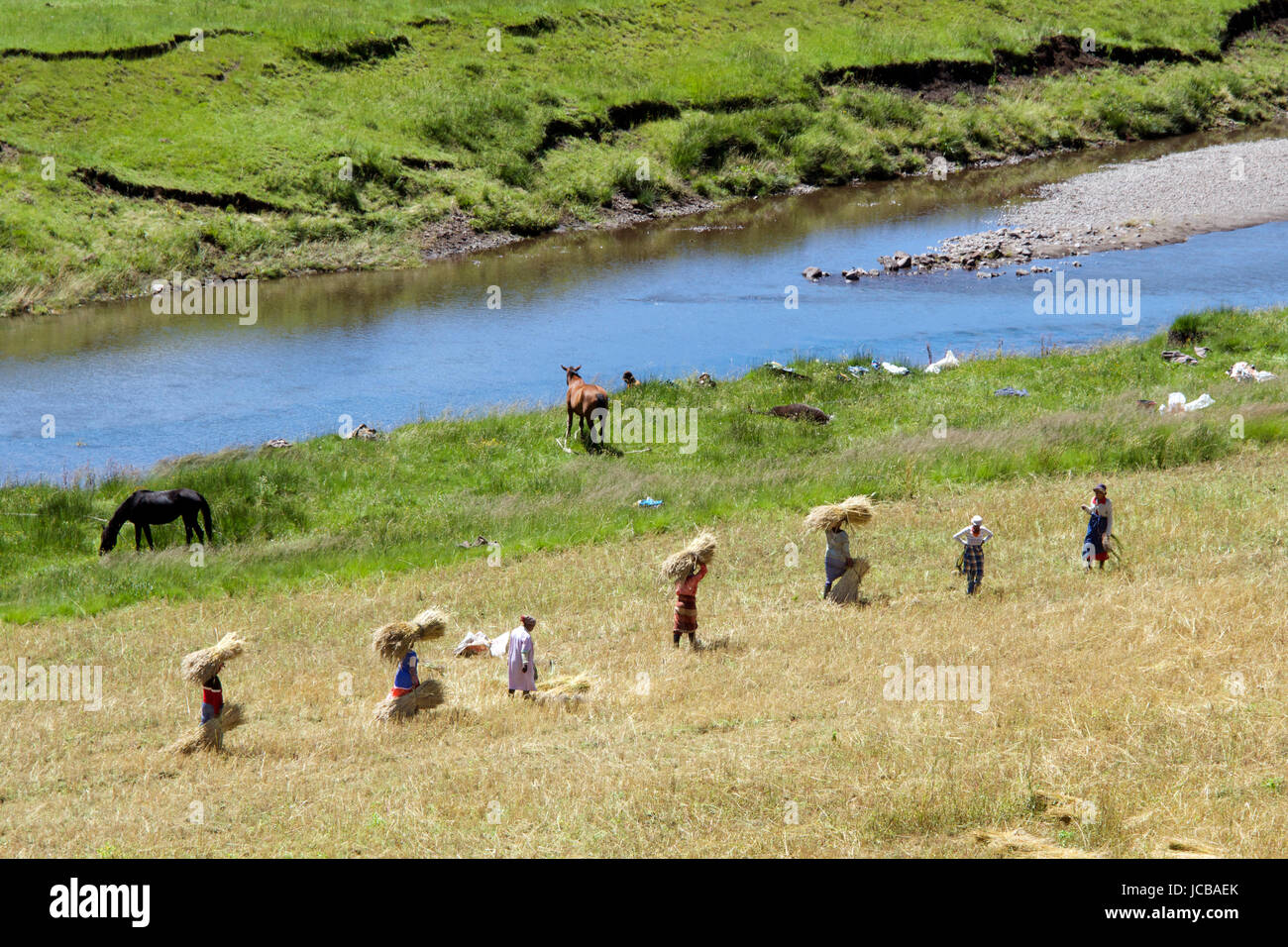 Des femmes portant des gerbes de blé Les Lagier Southern Highlands Lesotho Afrique du Sud Banque D'Images