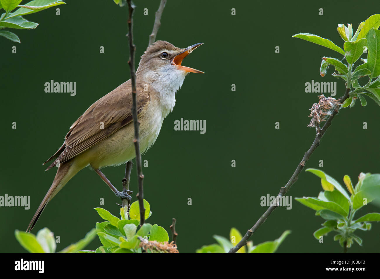 Grand reed warbler (Acrocephalus arundinaceus) mâle perché dans l'arbre et l'appel au printemps Banque D'Images