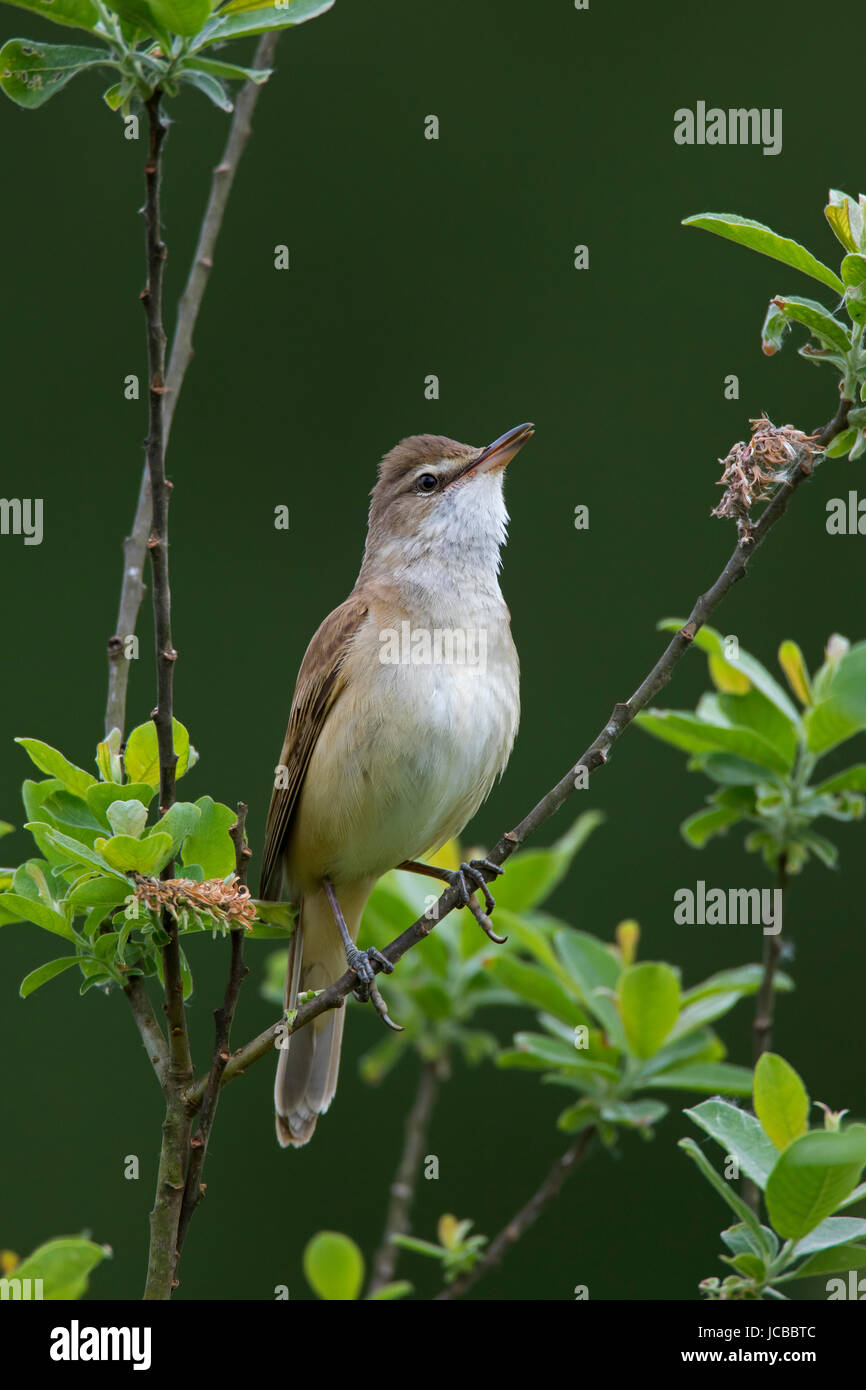 Grand reed warbler (Acrocephalus arundinaceus) mâle perché dans l'arbre au printemps Banque D'Images