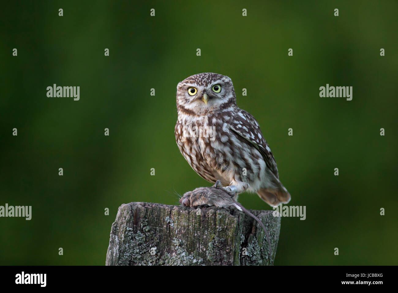 Le phoque annelé (Chouette chevêche Athene noctua) perché sur les sentiers battus avec poteau de clôture en bois souris pris proie Banque D'Images