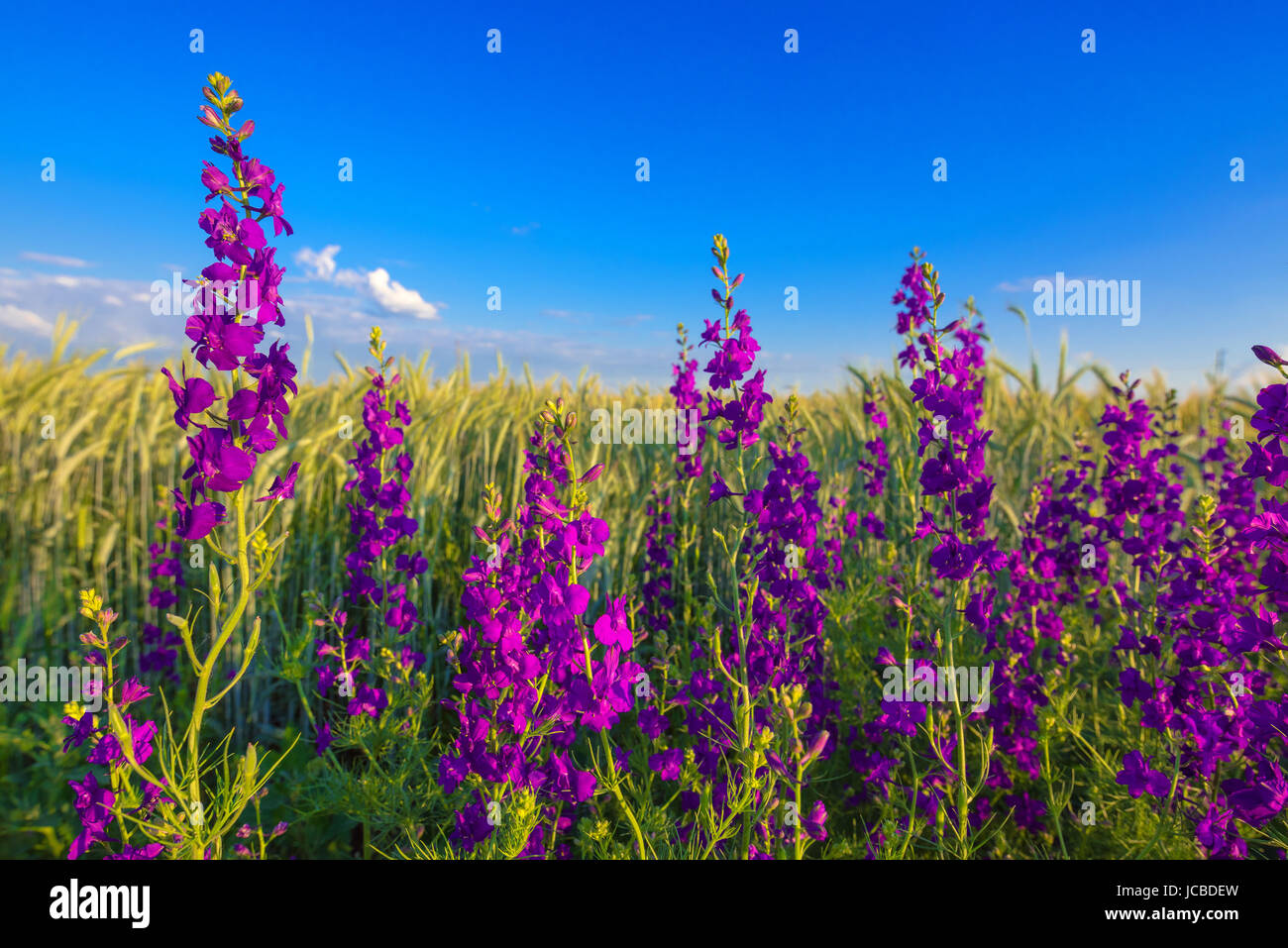 Fleurs violettes en champ de blé, les mauvaises herbes en fleurs dans les plantes cultivées plantation Banque D'Images