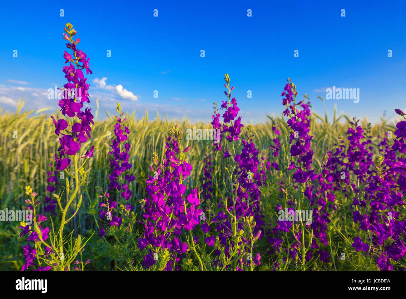 Fleurs violettes en champ de blé, les mauvaises herbes en fleurs dans les  plantes cultivées plantation Photo Stock - Alamy