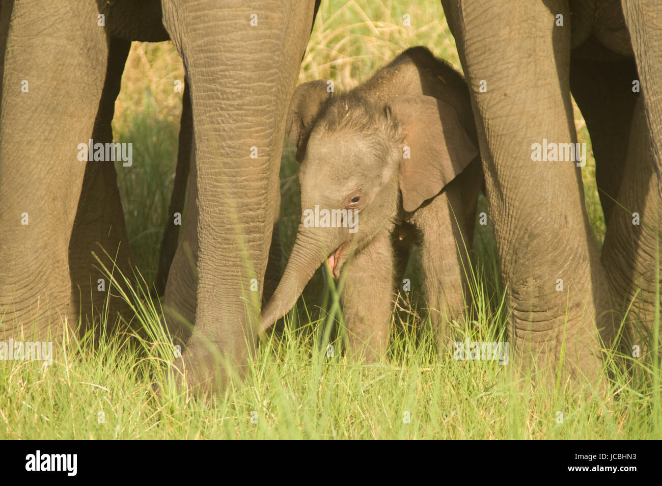 Bébé éléphant indien sauvage à l'abri sous les jambes de femelles adultes dans le parc national de Corbett, l'Uttaranchal, Inde Banque D'Images