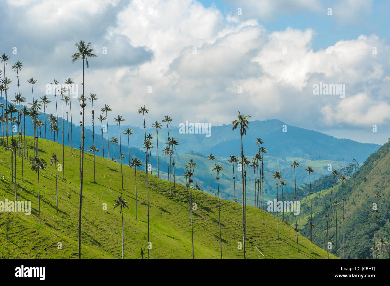 Palmiers de cire de la vallée de Cocora, Colombie Banque D'Images