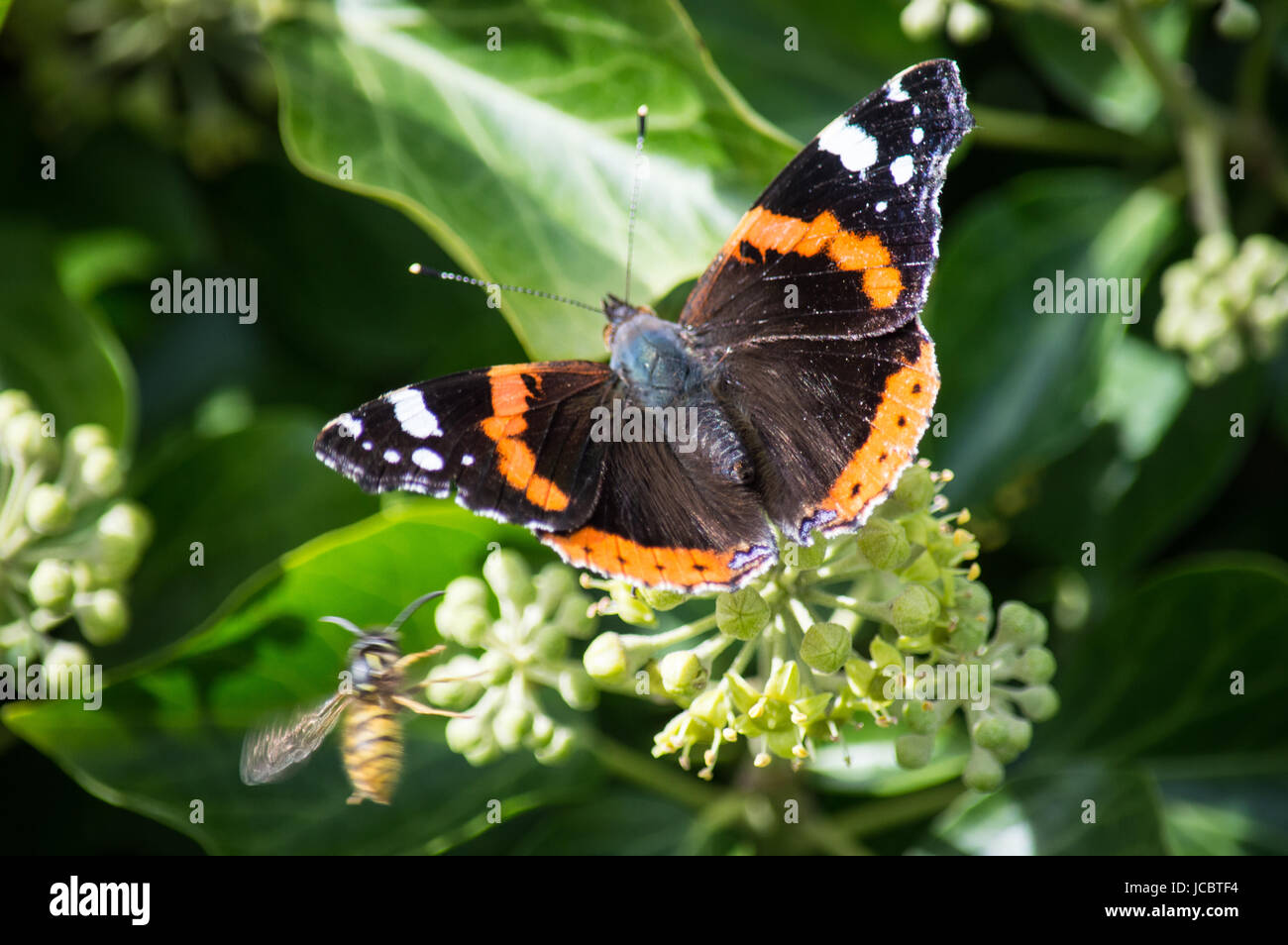 L'amiral rouge papillon sur une fleur de lierre avec une guêpe dans l'arrière-plan Banque D'Images