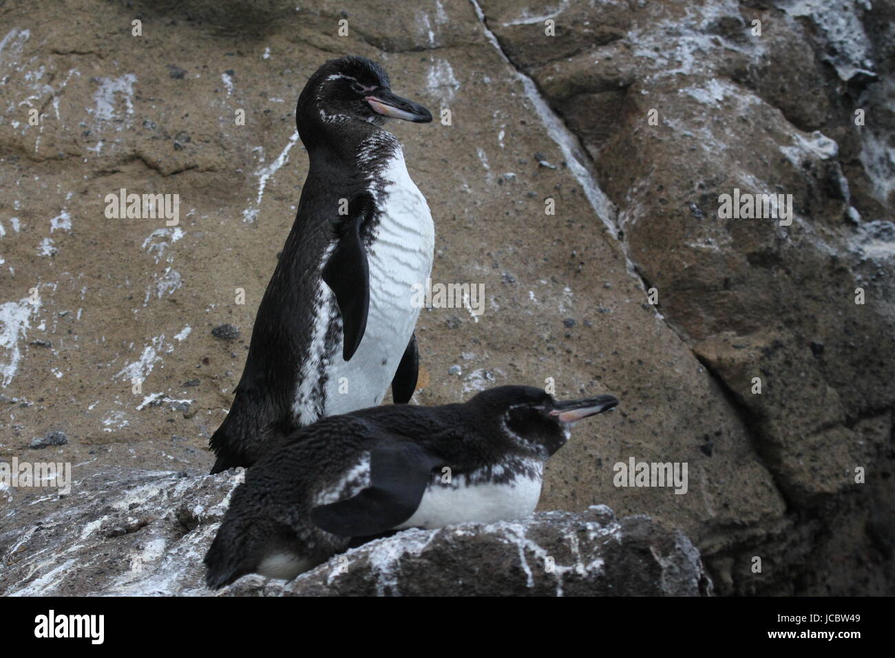 Pingouins de Galapagos nichant sur l'île Isabela, îles Galapagos Banque D'Images