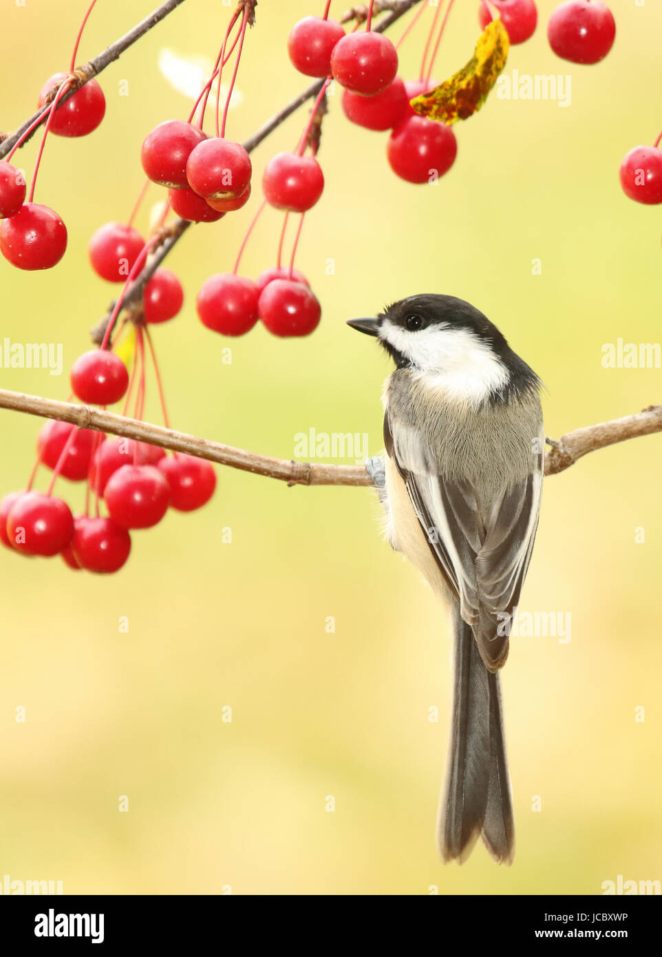 Une mésange à la pause sous les cerises rouges dans les bois du nord. Banque D'Images