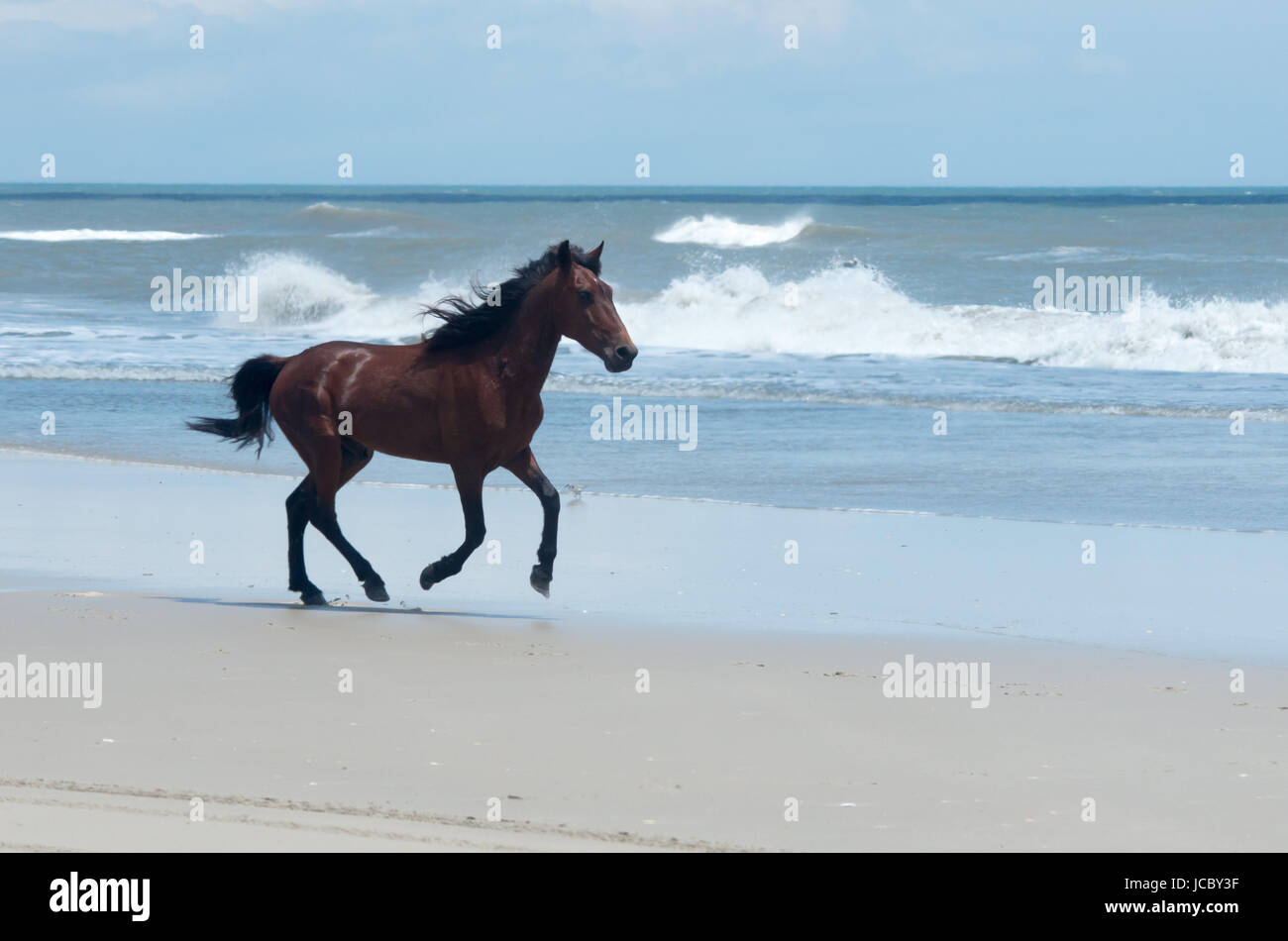 Mustangs sauvages espagnol Colonial sur les dunes et la plage dans le nord de Currituck Outer Banks Banque D'Images